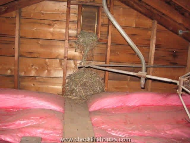Compromised attic ventilation - gable vent clogged with birds nest
