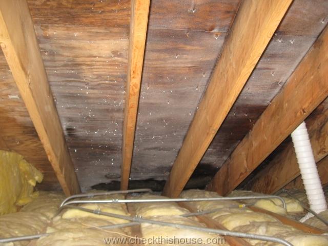 Attic black mold and frost caused by missing soffit vents