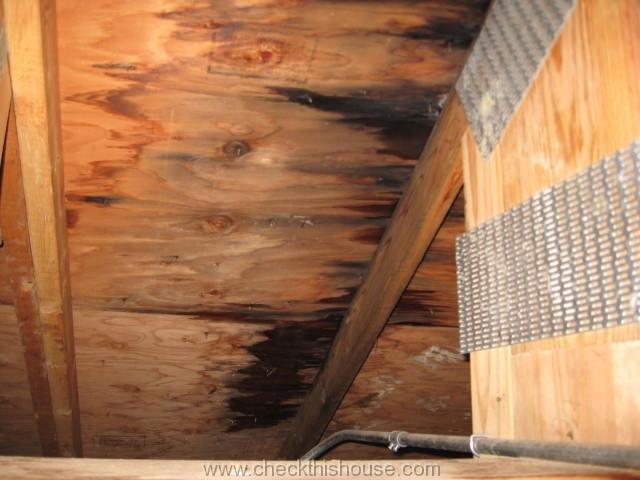 Attic Black Mold and Why is it Growing in Your Attic 