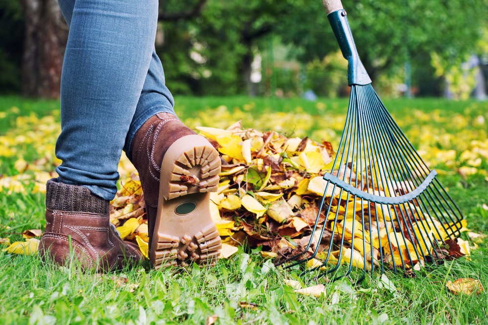 Efficient Tips for Cleaning Your Yard From Leaves Quickly - CheckThisHouse