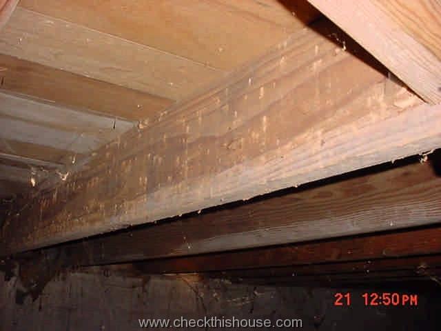Termites and Other Crawlspace Bugs - CheckThisHouse Can I Bug Bomb My Crawl Space